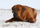 TOSA INU 229